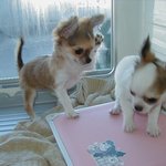 귀여운 냥이 <b>아지</b>