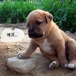 누가 내 카스<b>타드</b>를..