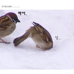 군기잡는<b>참새</b>
