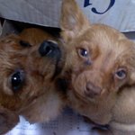 사진有 회사앞에서 강아지2마리 주워서 절에 갔다줬어요~