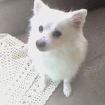 <b>충북</b> 청주시 사창동 먼지를 찾습니다..