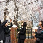 봄의 화신 ‘벚꽃’