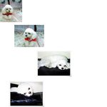 강<b>쥐들</b> 보러 가끔 충무로 한바퀴...ㅠㅠ