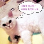 ' 킹왕짱 '울 냥이 강한포스가느껴지는 저자태~