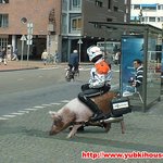 돼지해에 <b>짐승</b>가지고 장난치기는