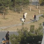 주인과강아지의 거침없는 짝x기(사진有)
