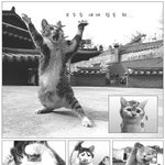 <b>원기</b>옥고양이 ㅋ