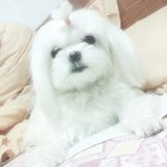 부천 소사역 북부 주택 인<b>근가</b>에 말티즈 여 강아지를 찾습니다..