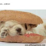 <b>보신탕</b>도모자라서넘했다