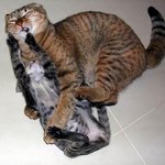 덤벼! 덤벼! 이<b>색히</b>!