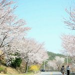 벚꽃 핀 <b>녹차</b>밭 가는 길