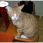 이건 호랑이야 <b>고양</b>이야~