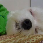 <b>토토</b>  애비 올시다 ㅋㅋㅋㅋ