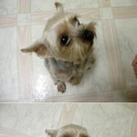 우리집 알콩이~ 진<b>돌이</b>~ 몽이!