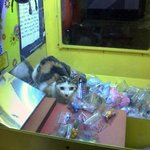 이보게.. 자네.. <b>인형</b>뽑기 한번 할텐가??
