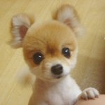 요새 들어서 강아지 한마리 키우고 싶네요~!