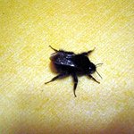 이 벌레가 먼가요??(사진 보고 제발 알려주세요.ㅠ_ㅠ)