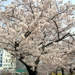 여의도 벚꽃<b>축제</b>...