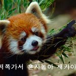 이 동물 이름이 뭔가요? [사진첨부]