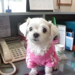 우리 강아지 좀 찾아주세요 ㅜ.ㅜ