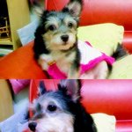 심지어 주인을 무시하는 깜비,