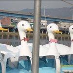 예쁜오리<b>보트</b> 다른오리찾기