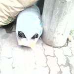 <b>집근처</b>에서만난 외계인ㅋㅋ