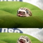 <b>하품</b>하는 고슴도치ㅇ