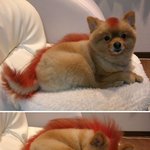 <b>소닉</b>개
