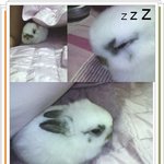 미니<b>토끼</b>♡깐돌이예요ㅎ