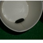 커피<b>믹스</b>속 구더기(사진있음..)