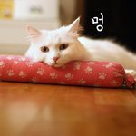 낮잠자는 우리 <b>jj</b>