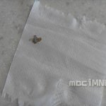새우깡에는 쥐, <b>휴지</b>에는 파리가???