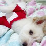 우리 <b>동이</b> 사진올립니다 ^ ^