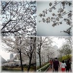 석촌<b>호수</b>