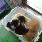 길냥이 3마리 키우실분 없으신가요..?