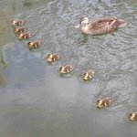 일본군을 무찌르자! 자! <b>학인</b>진!