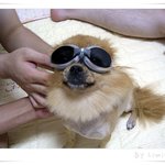 울트라 <b>포</b><b>메</b>라이언