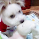 희동이는 폭력배ㅎㅎ