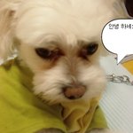 졸린 흰둥이