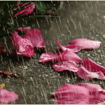 <b>봄비</b>가 오네요,