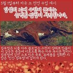 대한민국=광우병 <b>실험실</b> // 국민 = 쥐(사진첨부)이거큰일