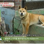 멍멍이는 한번에 <b>ooo</b>을 할수있다
