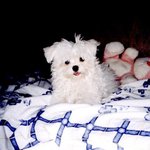 <b>포동</b>이 애기때~