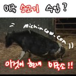 광우병3