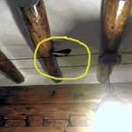 저의 엄마가게에 제비가 찾아왔어요~!