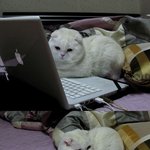 무기력<b>고양</b> 킼