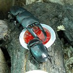 <b>넓적</b>사슴벌레... 한쌍...