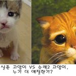 실존고양이vs장<b>화신</b>은 고양이 누가 더 애절한가?