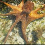 독도-under the <b>sea</b>~~~[7]